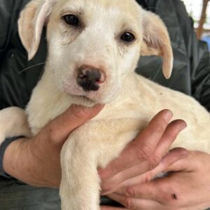 PINJA - auf PDR PS im PLZ Bezirk 64 - vermittelt