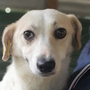 MILA - reserviert TST Rösrath - vermittelt