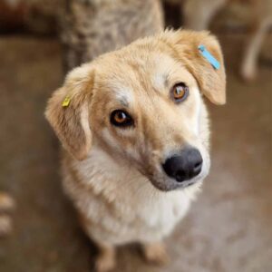 LUZIO - ausgereist zum TST Rösrath