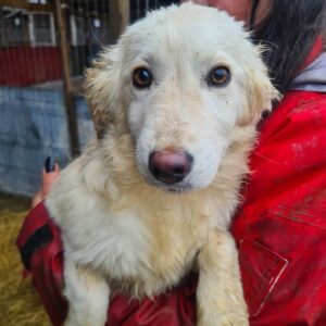 LIESCHEN - auf Pflegestelle in PLZ 5 *vermittelt*