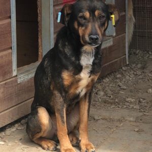 SCOTTI - vermisst 04/2023