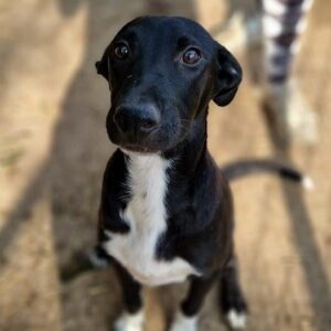 OJO - vermittelt Betty