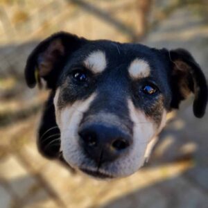 DOVER (♂) - seit 2021 im Shelter