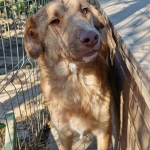 CHURCHILL - vermisst 04/24