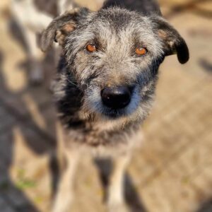 XANDRO - reserviert Manuela - vermittelt