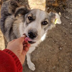 MALIJA - reserviert Betty - vermittelt