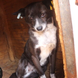 APONI - auf Pflegestelle in PLZ 2 *vermittelt*