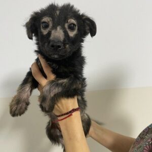 FERDIE - reserviert Tierhilfe Lebenswert DR (06.07.) - vermittelt