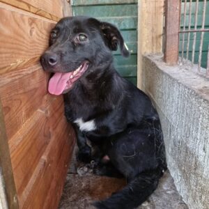 MICHL - auf PDR PS im PLZ Bezirk 18 - vermittelt