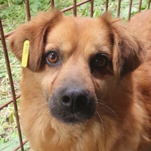 JULE - reserviert TST Rösrath - vermittelt