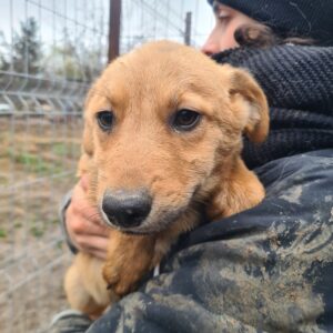 TIZIAN - reserviert TH Limburg - vermittelt