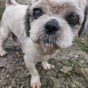 POLINA - blind - reserviert PVA vermittelt