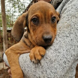 BAMBI - reserviert JW vermittelt