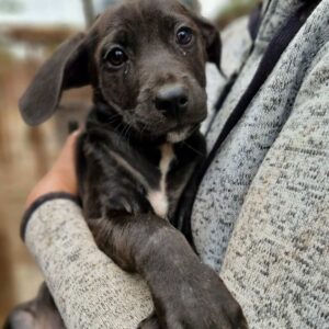 JANNEKE - reserviert TH Filderstadt - vermittelt