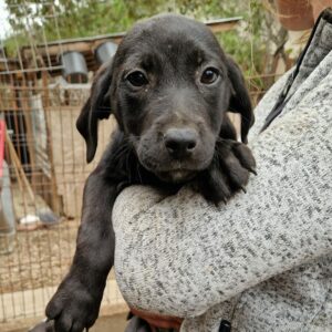 FEBE - reserviert TH Filderstadt - vermittelt