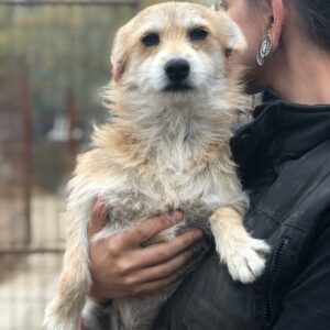 TERRI - reserviert TST Rösrath vermittelt