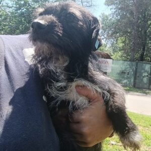 KJAER - ausgereist zum TH Wannigsmühle