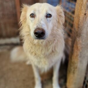 SJEL - sehr gestresster Senior - vermittelt Manuela