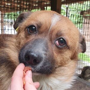 PEPINO - reserviert TST Rösrath - vermittelt