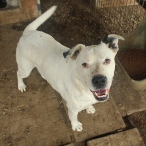 CYRANO (♂) - Staff-Mix - Vermittlung nur nach AT erlaubt (DNA-Test ist erfolgt)