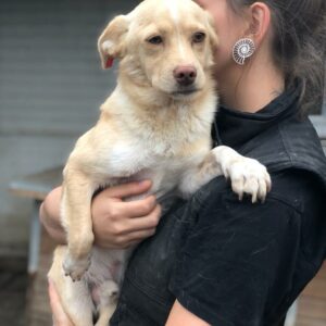 ARIAN - reserviert TST Rösrath vermittelt