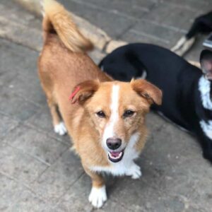 HENNES - reserviert TST Rösrath - vermittelt