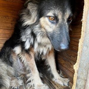 SALLA - ausgereist zu Vierbeiner in Not