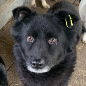 EMMA - reserviert TST Rösrath - vermittelt