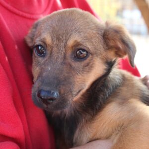 NUAVI - reserviert PVA - vermittelt