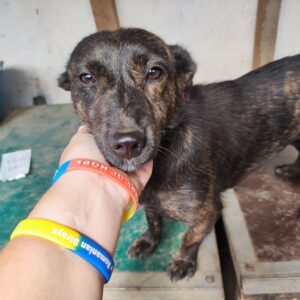 ZARIA - reserviert Vergessene Pfoten Stuttgart vermittelt