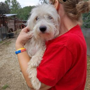 CHICA - reserviert TST Rösrath 08.09 vermittelt