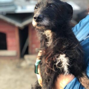 ANTON - reserviert TH Burgdorf vermittelt