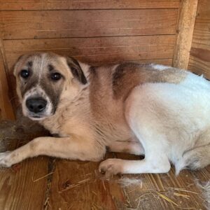 OMMO (♂) - vermisst 11/24