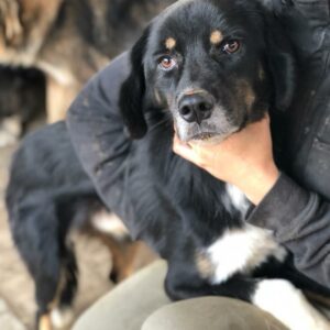 FREDERIC - Notfall im Shelter - jetzt auf PDR PS im PLZ Bezirk 91 - vermittelt