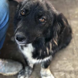 KALYPSO - reserviert JW vermittelt