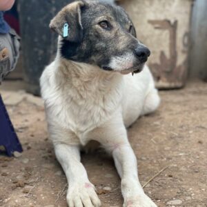 RITCHIE - Notfall: lebt gefährdet, wird gemobbt - reserviert TH Gifhorn - vermittelt