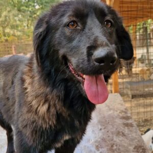 SHIWA - reserviert für Tierhilfe Lebenswert vermittelt