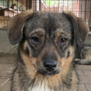 CLEO - reserviert TST Rösrath - vermittelt