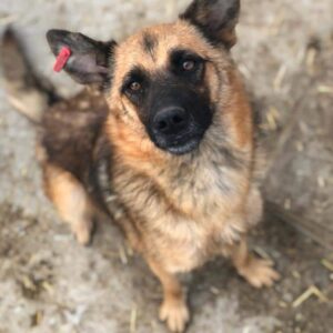 NINJA - reserviert LS - vermittelt