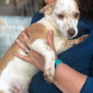 MINNY - auf Pflegestelle in PLZ 7 *vermittelt*