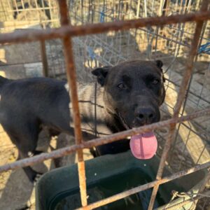 FALINA (♀) - seit mind. 2021 im Shelter