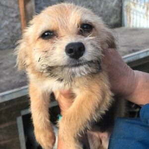 RONA - reserviert CD vermittelt