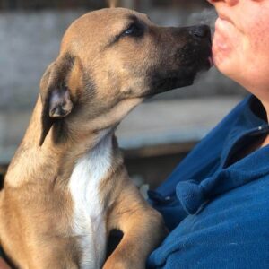 MILOV - reserviert für Vergessene Pfoten Stuttgart vermittelt