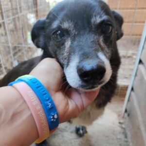 ROSSI - reserviert NadineH vermittelt