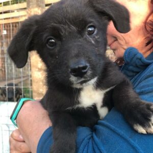 KORBI - auf Pflegestelle in PLZ 7 *vermittelt*