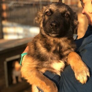 SOUZA - reserviert Arche Noah Bidingen vermittelt