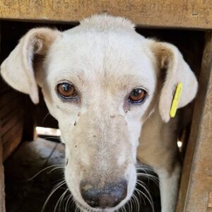 SUZA - rechtes Hinterbein amputiert, Probleme beim Laufen - vermittelt Alexandra