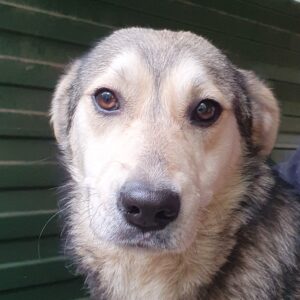 CARA - reserviert TST Rösrath - vermittelt