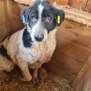 NORA - Notfall-Oma - auf PDR PS als Gnadenplatzhund gereist