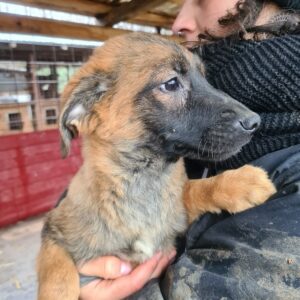 SHAYLA - reserviert Alexandra - vermittelt